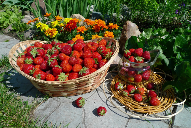 Обои картинки фото еда, клубника,  земляника, корзина, урожай