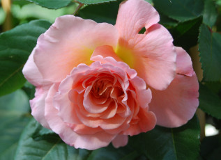 Картинка цветы розы rose цветение лепестки листья роза бутон blossoms leaves petals bud