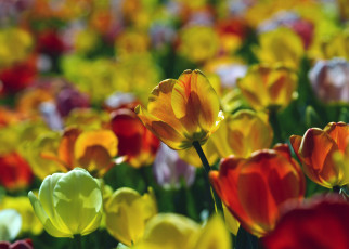 Картинка цветы тюльпаны лепестки листья бутоны цветение яркость