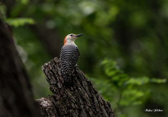 Картинка животные птицы птица окрас перья