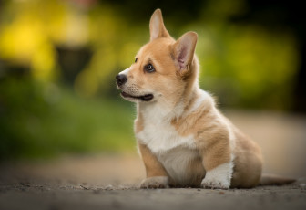 Картинка животные собаки пёсик щенок вельш корги