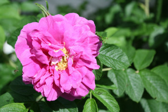 Картинка цветы розы листья роза petals bud rose лепестки бутон цветение blossoms leaves