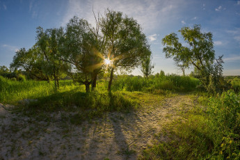 Картинка природа восходы закаты лето утро рассвет солнце деревья пейзаж