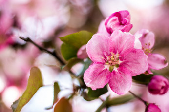 Картинка цветы цветущие+деревья+ +кустарники нежно цветение цветочки листики ветка