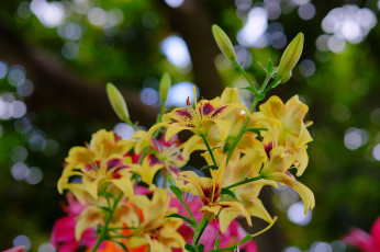 Картинка цветы лилии +лилейники ветка цветки цветение розовая тычинки лепестки