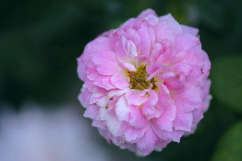 Картинка цветы розы blossoms leaves petals bud rose цветение листья лепестки бутон роза