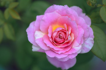 Картинка цветы розы blossoms leaves petals bud rose цветение листья лепестки бутон роза