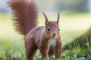 Картинка животные белки милашка хвостик лапки ушка белка
