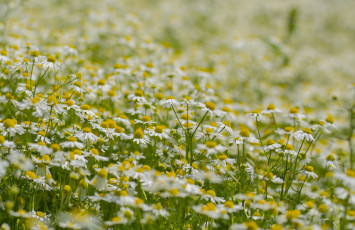 Картинка цветы ромашки цветение лепестки голубая ромашка