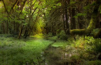 Картинка природа лес деревья