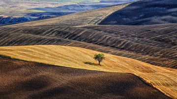 Картинка природа поля дерево холмы