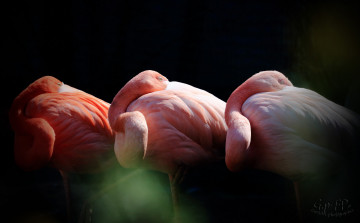 Картинка животные фламинго перья окрас птица