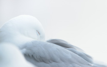 Картинка животные птицы птица окрас перья