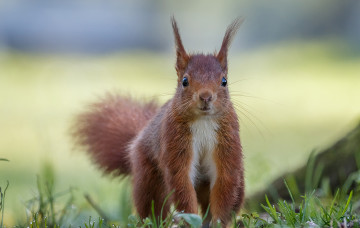 Картинка животные белки милашка хвостик лапки ушка белка