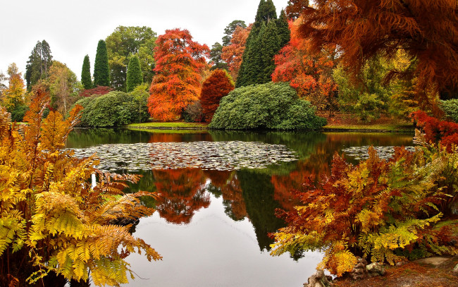 Обои картинки фото природа, парк, деревья, кусты, красота