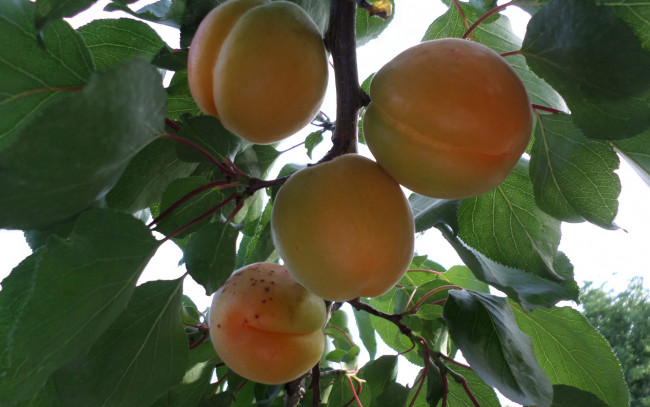 Обои картинки фото природа, плоды, июнь, абрикос