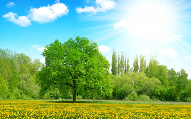 Обои картинки фото природа, восходы, закаты, одуванчики, желтые, лучи, облака, деревья, лето, небо, солнце, поляна, цветы, зелень