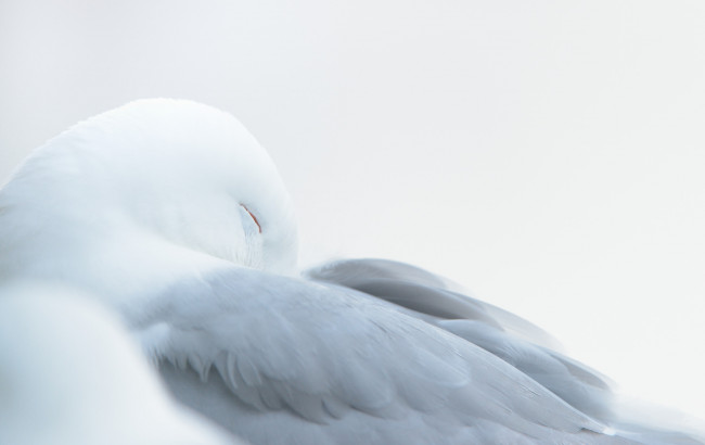 Обои картинки фото животные, птицы, птица, окрас, перья