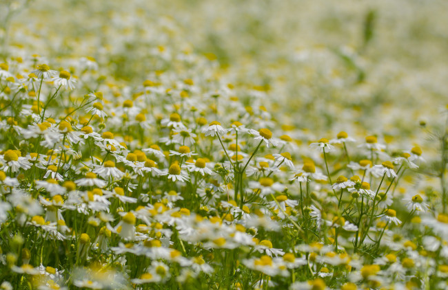 Обои картинки фото цветы, ромашки, цветение, лепестки, голубая, ромашка
