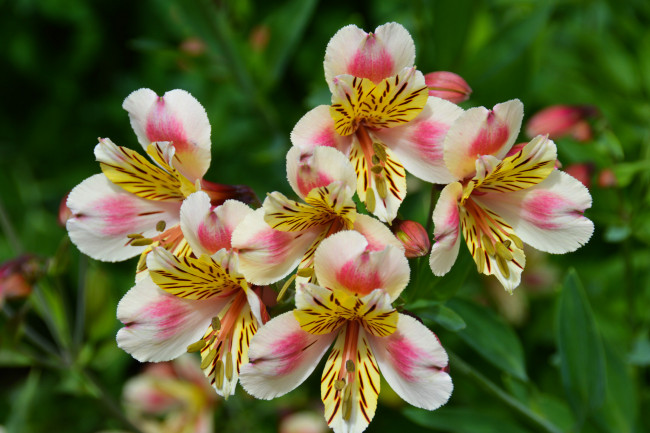 Обои картинки фото цветы, альстромерия, альстамерия, цветок, цветение