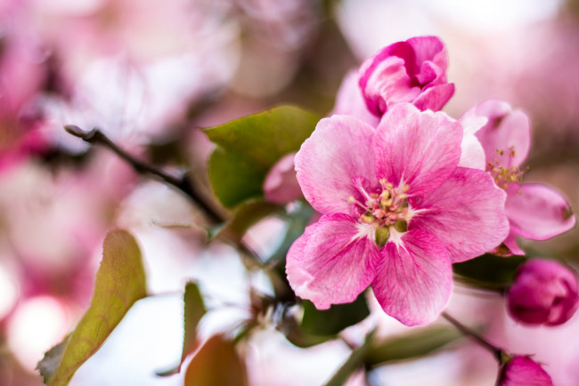 Обои картинки фото цветы, цветущие деревья ,  кустарники, нежно, цветение, цветочки, листики, ветка