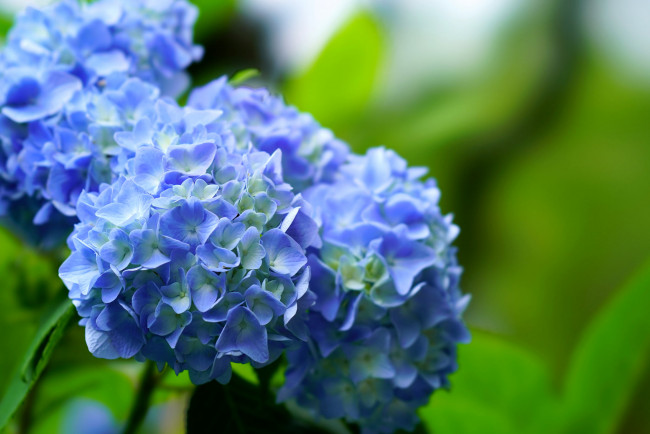 Обои картинки фото цветы, гортензия, куст, цветение