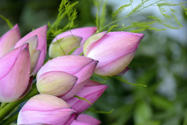 Обои картинки фото цветы, лотосы, лепестки, цветение, лотос