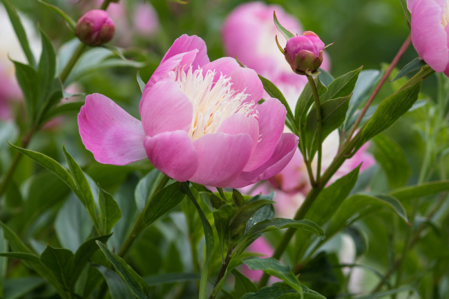 Обои картинки фото цветы, пионы, пион, цветение, листья, лепестки, бутон