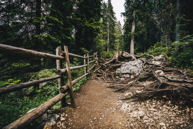 Обои картинки фото природа, дороги, деревья