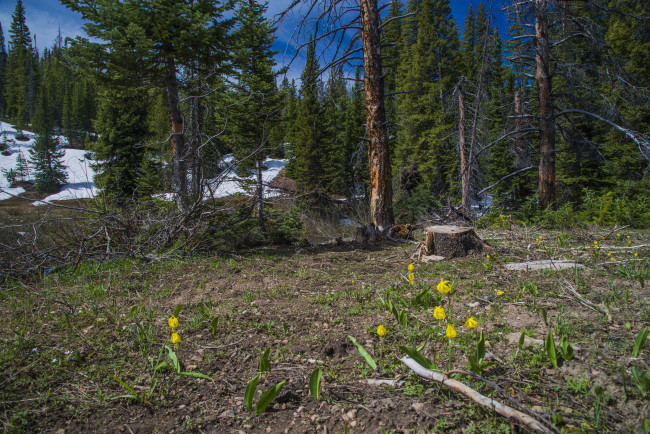 Обои картинки фото природа, лес, деревья