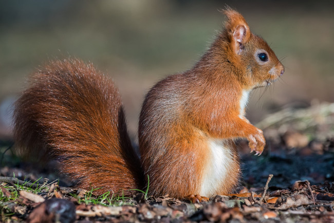 Обои картинки фото животные, белки, хвостик, лапки, ушка, белка, милашка