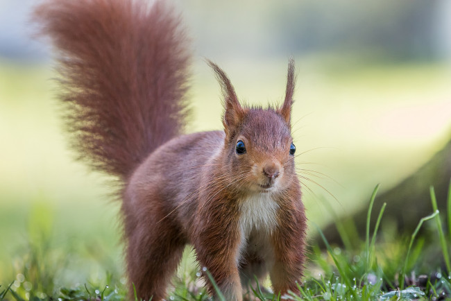 Обои картинки фото животные, белки, милашка, хвостик, лапки, ушка, белка