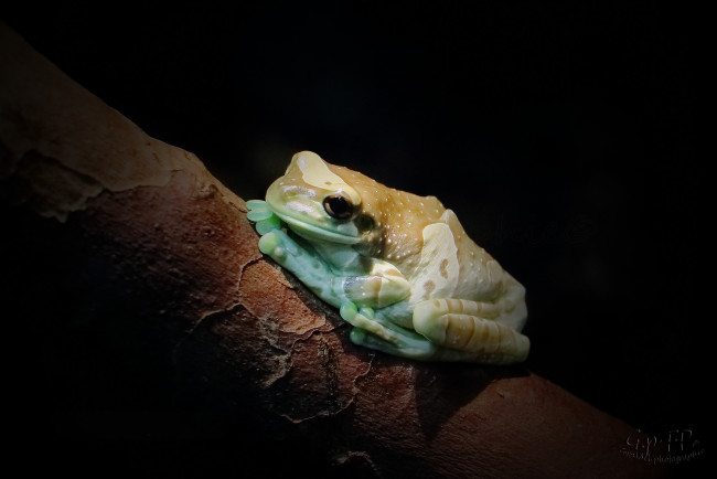 Обои картинки фото животные, лягушки, лягушка, окрас, ветка