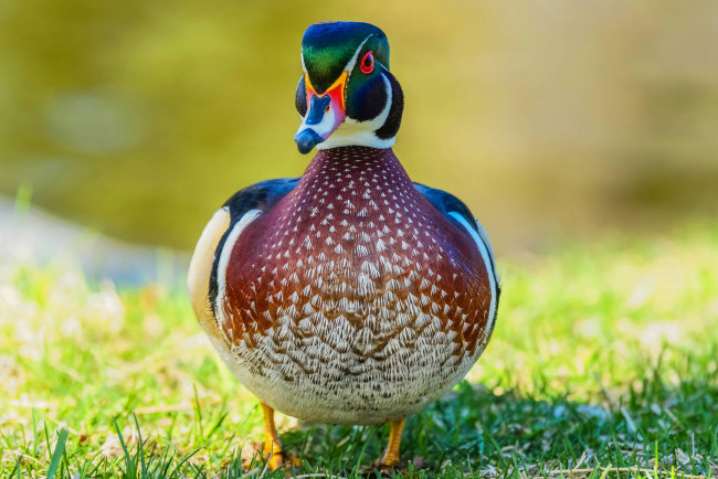 Обои картинки фото животные, утки, птица, окрас, утка, перья