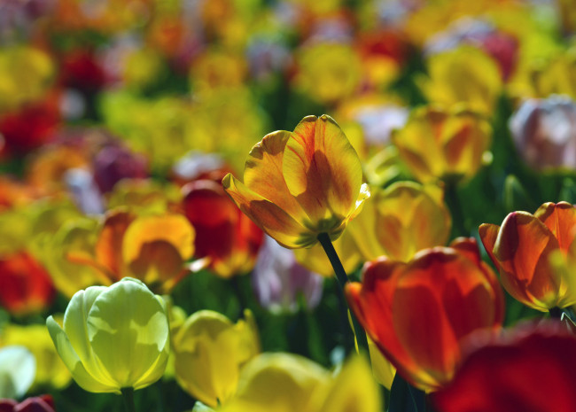 Обои картинки фото цветы, тюльпаны, лепестки, листья, бутоны, цветение, яркость