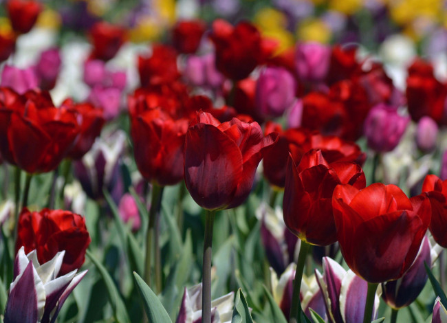 Обои картинки фото цветы, тюльпаны, лепестки, бутоны, капли, цветение