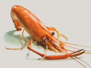 Картинка еда рыба +морепродукты +суши +роллы креветки