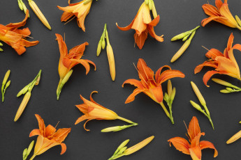 Картинка цветы лилии +лилейники лилейник