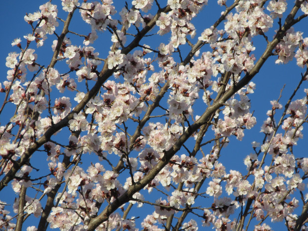 Обои картинки фото цветы, цветущие деревья ,  кустарники, абрикос