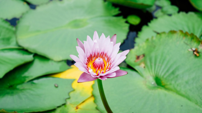 Обои картинки фото цветы, лилии водяные,  нимфеи,  кувшинки, лилия, водяная