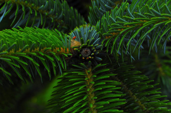 Картинка природа шишки +жёлуди +каштаны зелень иголки шишка