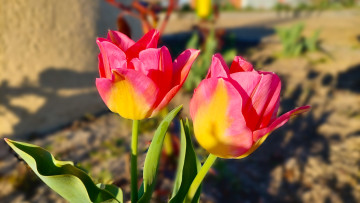 Картинка цветы тюльпаны весна