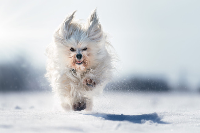 Обои картинки фото животные, собаки, собака