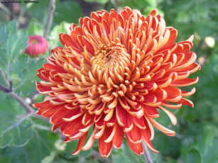 обоя цвет, осени, цветы, хризантемы