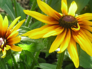 Картинка желтая ромашка цветы рудбекия