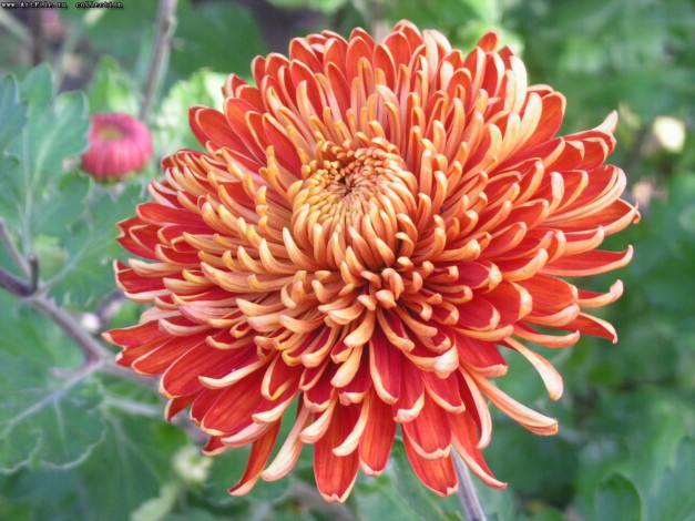 Обои картинки фото цвет, осени, цветы, хризантемы