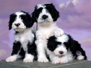 Картинка ashlyn tibetan terriers животные собаки