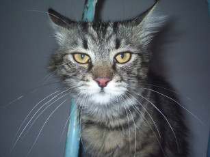 Картинка похож на тигру животные коты