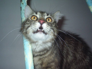 Картинка вот так точно похож животные коты