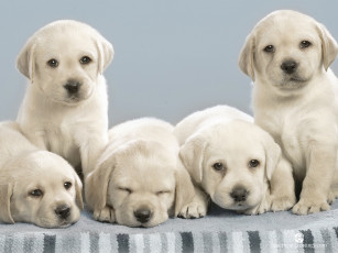 Картинка животные собаки